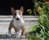 Costa Cabana Bull, centro especializado en la cra del perro bull terrier miniatura