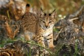 La poblacin de lince ibrico super los 2.000 ejemplares en 2023 y se aleja progresivamente del riesgo de extincin