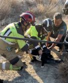Bomberos rescatan a dos perros que cayeron en un embalse en el paraje de La Alquibla
