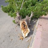 Medidas preventivas en la carretera de Pliego: tala de árboles enfermos para evitar accidentes