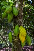 Paccari explica cul es el proceso para conseguir el chocolate