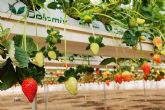 Cultivo de fresas saludables con las bolsas de cultivo de Pelemix