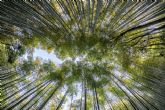 Bosques Vivos: una iniciativa que busca concienciar a ms de 50.000 personas a combatir la deforestacin