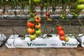 Las Grow Bags de Pelemix facilitan el cultivo de tomates de calidad en cualquier clima y poca del ano