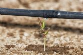 El Ministerio de Agricultura, Pesca y Alimentación constata un nuevo aumento del regadío eficiente en el campo español