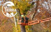 La poda de otoño: una inversión en la salud de los árboles, por La Tierra Jardinería