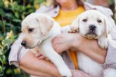 Adoptar cachorros de razas pequenas, en Mascotas Adopcin