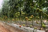 Crecicimiento rentable del cultivo de tomates con los sustratos de coco