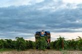 La vendimia nocturna de Bodegas Pandora en la DO Rueda, una experiencia innovadora