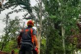 PodAlta, especialistas en poda y tala en altura