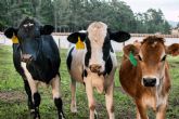 Bifeedoo impulsa la produccin de leche con su pienso ecolgico para vacas