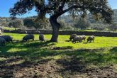 Dehesa Las Cumbres prevé una campaña extraordinaria de Jamón Ibérico de Bellota gracias a una excelente montanera