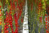 Pelemix destaca con sustratos sostenibles que optimizan el cultivo de tomates