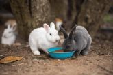 Bifeedoo ofrece estrategias de alimentación ecológica para conejos de granja y mascotas