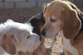 Granja La Luna, una residencia canina ideal para Navidad