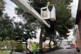 El Ayuntamiento de Cartagena retira los bolsones de procesionaria del pino en el arbolado urbano El Ayuntamiento de Cartagena retira los bolsones de procesionaria del pino en el arbolado urbano