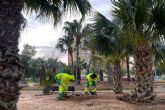El Ayuntamiento de Cartagena renueva el Palmetum de Ronda de Ferrol para mejorar su conservación y valor paisajístico El Ayuntamiento de Cartagena renueva el Palmetum de Ronda de Ferrol para mejorar su conservación y valor paisajístico