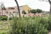 El Ayuntamiento de Cartagena impulsa un plan de choque para la reposición de arbustos El Ayuntamiento de Cartagena impulsa un plan de choque para la reposición de arbustos