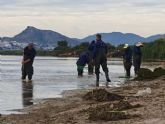 Ayuntamiento y Comunidad refuerzan la vigilancia y retirada de biomasa en el litoral tras las lluvias Ayuntamiento y Comunidad refuerzan la vigilancia y retirada de biomasa en el litoral tras las lluvias