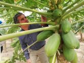 Mazarrn alberga la sede de la empresa lder de produccin de papayas a nivel europeo