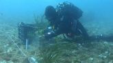 El Puerto de Cartagena trabaja para crear el primer bosque marino de posidonia ocenica en aguas portuarias