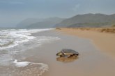 Medio Ambiente detecta indicios de nidificación de tortuga boba en las playas del parque regional de Calblanque