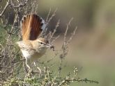 AMACOPE de guilas denuncia la salvaje alteracin del paisaje natural protegido de Cuatro Calas