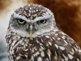 Estudian la presencia y distribucin de aves nocturnas en el Parque regional de Carrascoy y El Valle