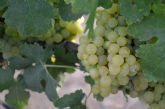 Elaboran vinos experimentales en Cartagena, Jumilla y Yecla con viñas sombreadas por paneles solares