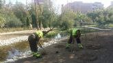 El Servicio de Parques y Jardines planta ms de 5.000 ejemplares de rivera y palustre en la ra del Jardn de la Seda