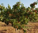 Agricultura destaca el afianzamiento del cultivo del pistacho y la necesidad de aumentar la produccin ecolgica, su comercializacin y divulgacin