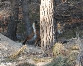 La Comunidad organiza en Lorca la entrega anual de distinciones a la Conservación del Lince Ibérico