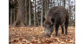 España confirma la muerte por peste porcina africana de otros tres jabalíes dentro del radio del primer foco España confirma la muerte por peste porcina africana de otros tres jabalíes dentro del radio del primer foco