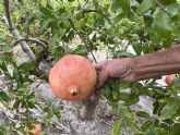 La granada mollar de Elche abre el plazo para inscribir los cultivos de los agricultores en la Denominacin de Origen