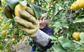 ASAJA crea una Bolsa de Trabajo para facilitar la contratacin de trabajadores en las campañas agrcolas de recoleccin