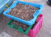 Sorprenden a dos pescadores furtivos con 25 kilos de langostino del Mar Menor en La Manga