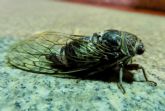 Cigarras: el canto ms caracterstico del verano