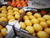 Las Moreras Fruit & Veggies, la nueva marca de TM Grupo Inmobiliario para desarrollar su negocio agrcola