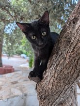 Un santuario de animales en Mazarrn