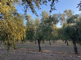 AUBOCASSA inicia la recoleccin de la aceituna ms temprana de su historia