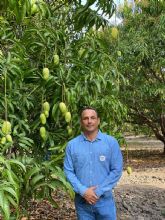 La campana de mangos de Mxico superar los 61 millones de cajas y con una excelente calidad