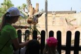 El parque zoológico municipal Terra Natura Murcia lanza una nueva edición de su Escuela de Primavera para acercar a los niños a la naturaleza y la conservación El parque zoológico municipal Terra Natura Murcia lanza una nueva edición de su Escuela de Primavera para acercar a los niños a la naturaleza y la conservación