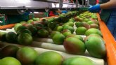 El mango de Puerto Rico diversifica su comercializacin pero apuesta decididamente por crecer ms en el mercado de Estados Unidos