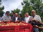 Agricultura se suma al optimismo del sector en el inicio de la campaña de fruta de hueso