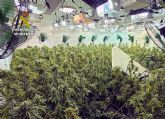 La Guardia Civil desmantela una plantacin de marihuana con cerca de 700 plantas en La Palma-Cartagena