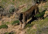 Medidas urgentes para asegurar el éxito de la reintroducción del lince ibérico en Lorca