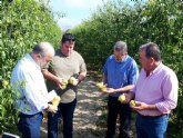 El pedrisco dana cerca de 2.500 hectreas de frutales