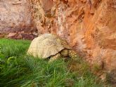 Terra Natura Murcia participa en un estudio de tortugas de agua y terrestres que desafa las teoras evolutivas del envejecimiento