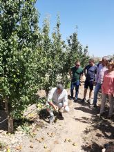 El reventn trmico en el Altiplano afecta al 82 por ciento del cultivo de pera y las prdidas alcanzan los 8 millones