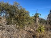 Siete especies exóticas invasoras de flora en el interior del Parque Regional de Calblanque